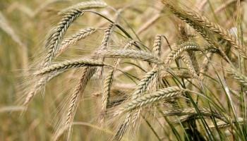 Barley, Malting and Malt – Part 1 of 4: Barley for Malting