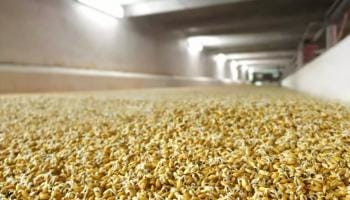 Barley, Malting and Malt – Part 3 of 4: The Barley Malting Process – Kilning