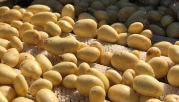 Turning Waste Potatoes into Profit