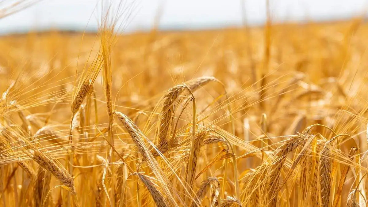 Can I grow Barley for Malting?