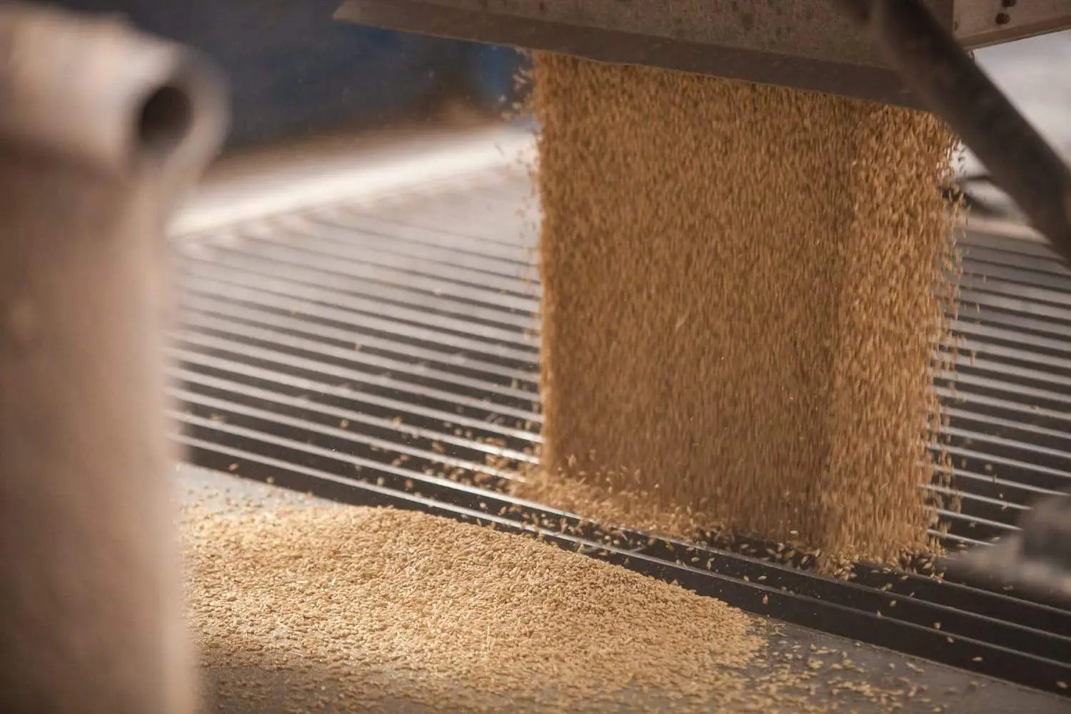 Barley for Malting