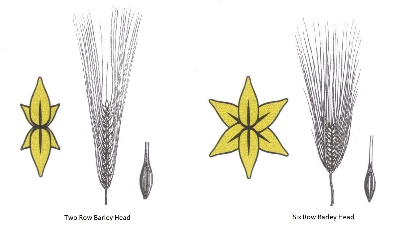 Two Row and Six Row Barley